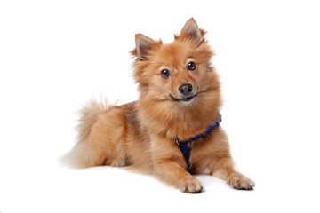 Obraz premium Dutch keeshond