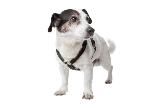 jack russel terrier