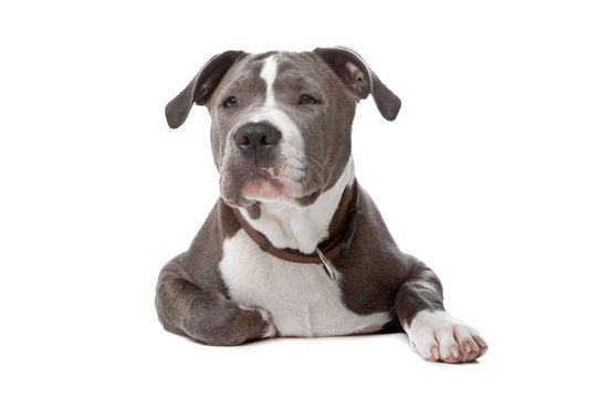 American Staffordshire Bull Terrier