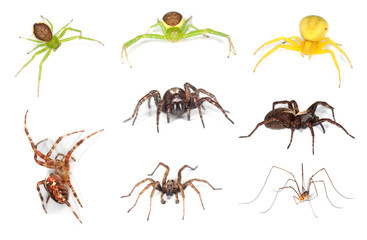 European spiders isolated on white