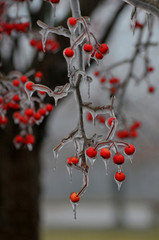 Ice Berries