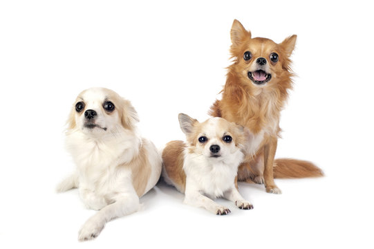 three chihuahuas dogs in free positions in  studio