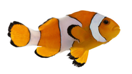 Clownfish, Amphiprion ocellaris, in front of white background - obrazy, fototapety, plakaty
