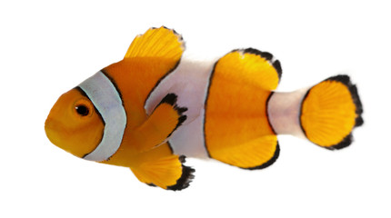 Clownfish, Amphiprion ocellaris, in front of white background