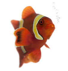Maroon clownfish, Premnas biaculeatus