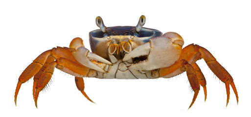 Patriot crab, Cardisoma armatum, in front of white background