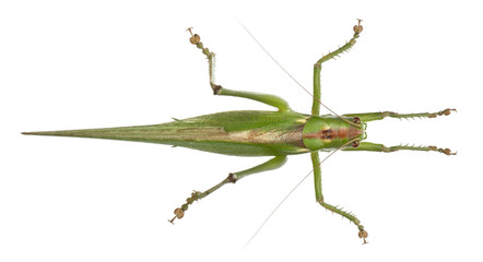 Tettigonia viridissima, great green bush-cricket
