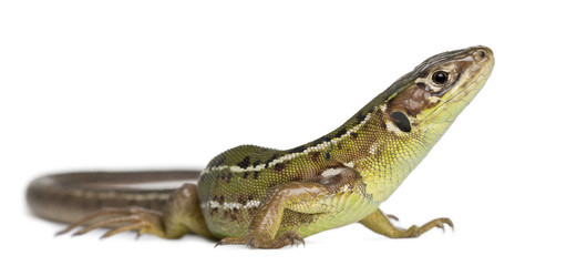 Naklejka premium Wall lizard, Podarcis muralis, in front of white background