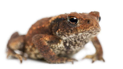 Young Common toad, bufo bufo, in front of white background