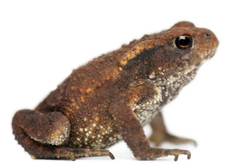 Fototapeta premium Young Common toad, bufo bufo, in front of white background