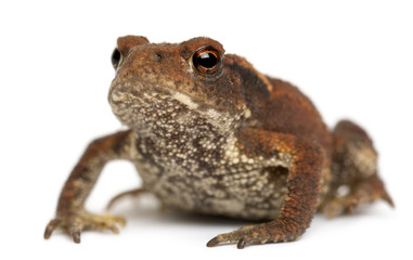 Young Common toad, bufo bufo, in front of white background