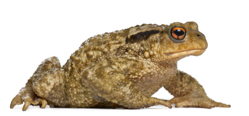 Common toad, bufo bufo, in front of white background