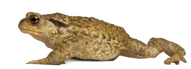 Common toad, bufo bufo, in front of white background