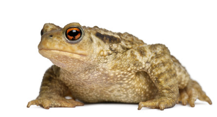 Common toad, bufo bufo, in front of white background