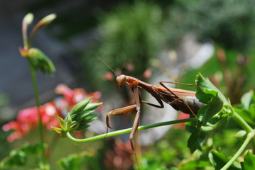 Praying Mantis