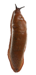 Red slug, Arion rufus, in front of white background