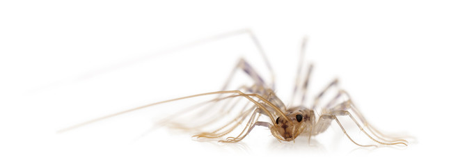 House centipede, Scutigera coleoptrata