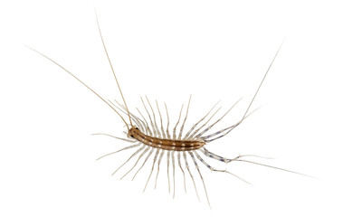 House centipede, Scutigera coleoptrata