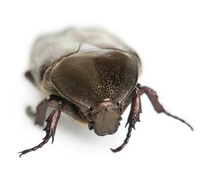 Protaetia fieberi specie of Beetle, Cetoniidae