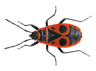 Firebug, Pyrrhocoris apterus, in front of white background