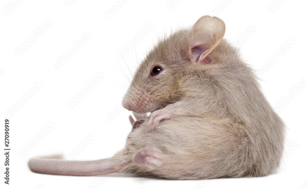 Wall mural Young mouse in front of white background