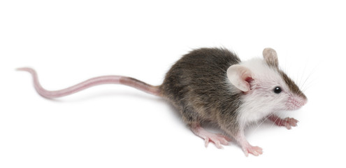 Young mouse in front of white background