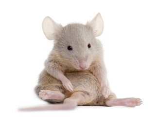 Fototapeta premium Young mouse sitting in front of white background