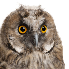 Eurasian Scops-owl, Otus scops, 2 months old