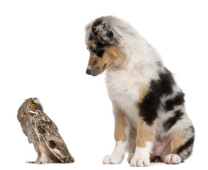 Eurasian Scops-owl, Otus scops and Australian Shepherd