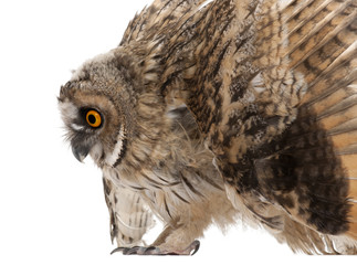 Naklejka premium Eurasian Scops-owl, Otus scops, 2 months old