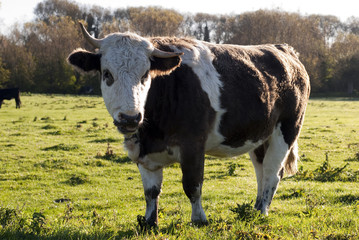 Close-up Cow