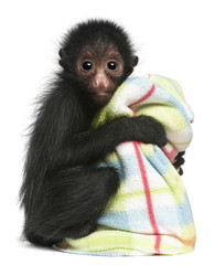 Red-faced Spider Monkey, Ateles paniscus, 3 months old