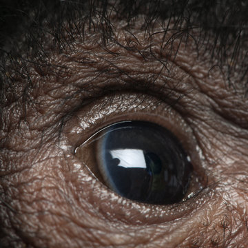 Close-up of Red-faced Spider Monkey eye, Ateles paniscus
