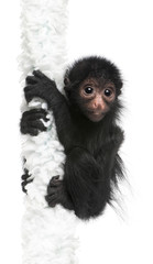 Red-faced Spider Monkey, Ateles paniscus, 3 months old, hanging