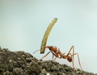 Leaf-cutter ant, Acromyrmex octospinosus, carrying plant