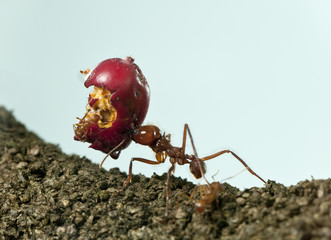 Leaf-cutter ant, Acromyrmex octospinosus, carrying eaten apple - obrazy, fototapety, plakaty