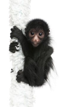 Red-faced Spider Monkey, Ateles paniscus, 3 months old, hanging