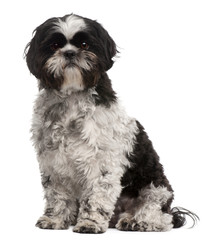 Shih Tzu, 2 years old, sitting in front of white background