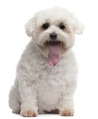 Maltese with tongue out, 5 years old, sitting