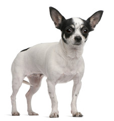 Chihuahua, 4 years old, standing in front of white background