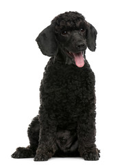Poodle puppy, 6 months old, sitting in front of white background