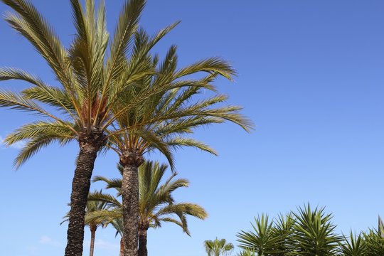 phoenix canariensis palm trees blue sky