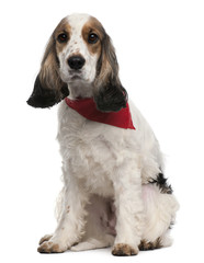 English Cocker Spaniel wearing handkerchief, 2 years old