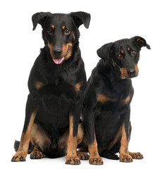 Beauceron dogs, 3 and 7 years old, sitting