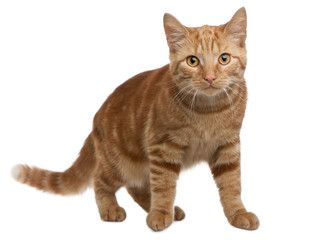 Ginger mixed breed cat, 6 months old, standing
