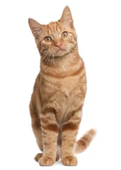 Crédence de cuisine en verre imprimé Chat Ginger mixed breed cat, 6 months old, sitting