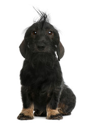 Dachshund, 2 years old, sitting in front of white background