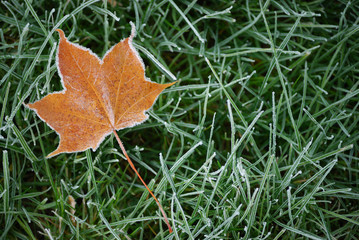 feuille d'automne sur l'herbe