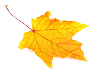 Yellow maple leaf isolated on white background