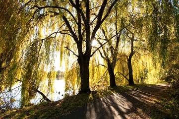 Obraz premium weeping willow